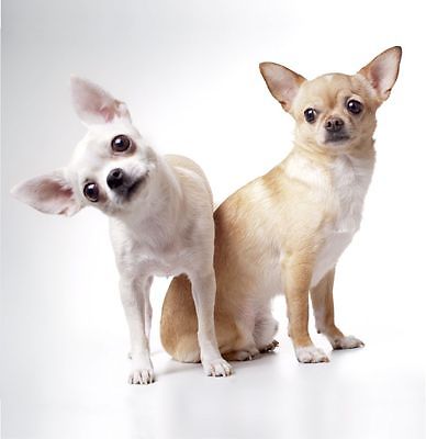 Two cute Chihuahuas card