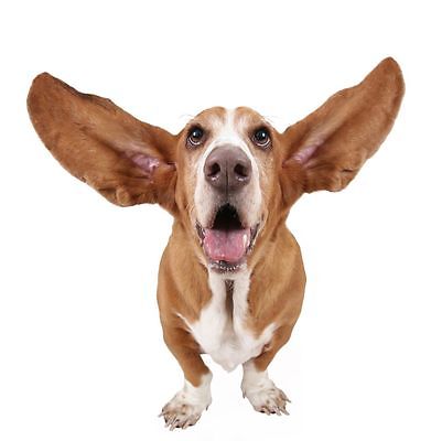 Basset big ears card