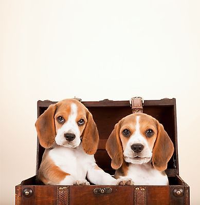 Cute Beagle puppies in chest card