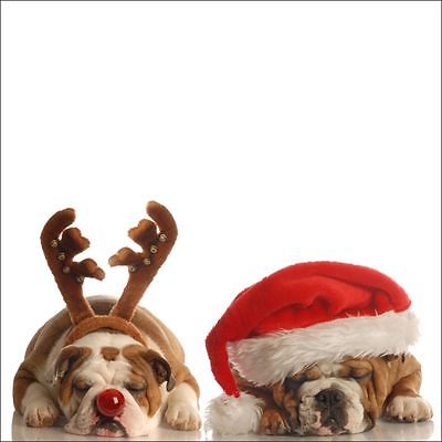 Two Bulldogs Christmas card
