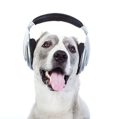 Dog wearing headphones greeting card