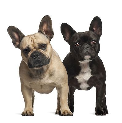 Two French Bulldogs card