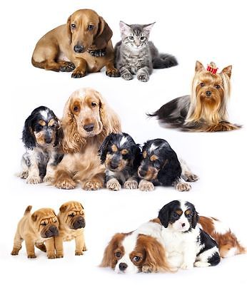 Cute dogs and puppies montage card