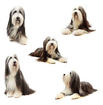 Bearded Collie montage card