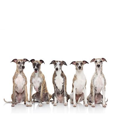 whippet dog breed greeting card birthday anniversary thank you special occasion