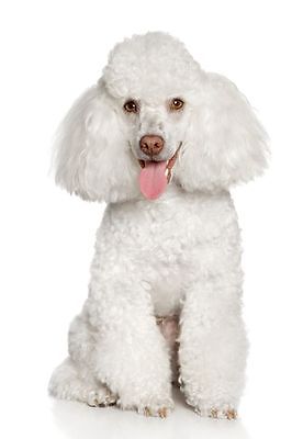 white poodle dog breed greeting card birthday anniversary thank you good luck