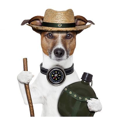 Jack Russell in a hat card