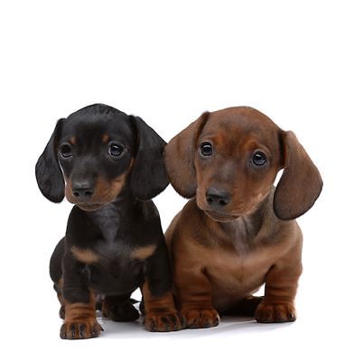 Cute Dachshund puppies card