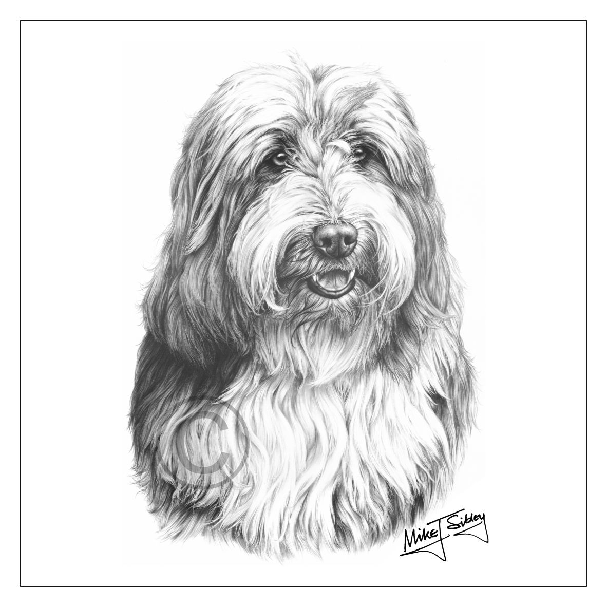 Mike Sibley Design Bearded Collie Greeting Card