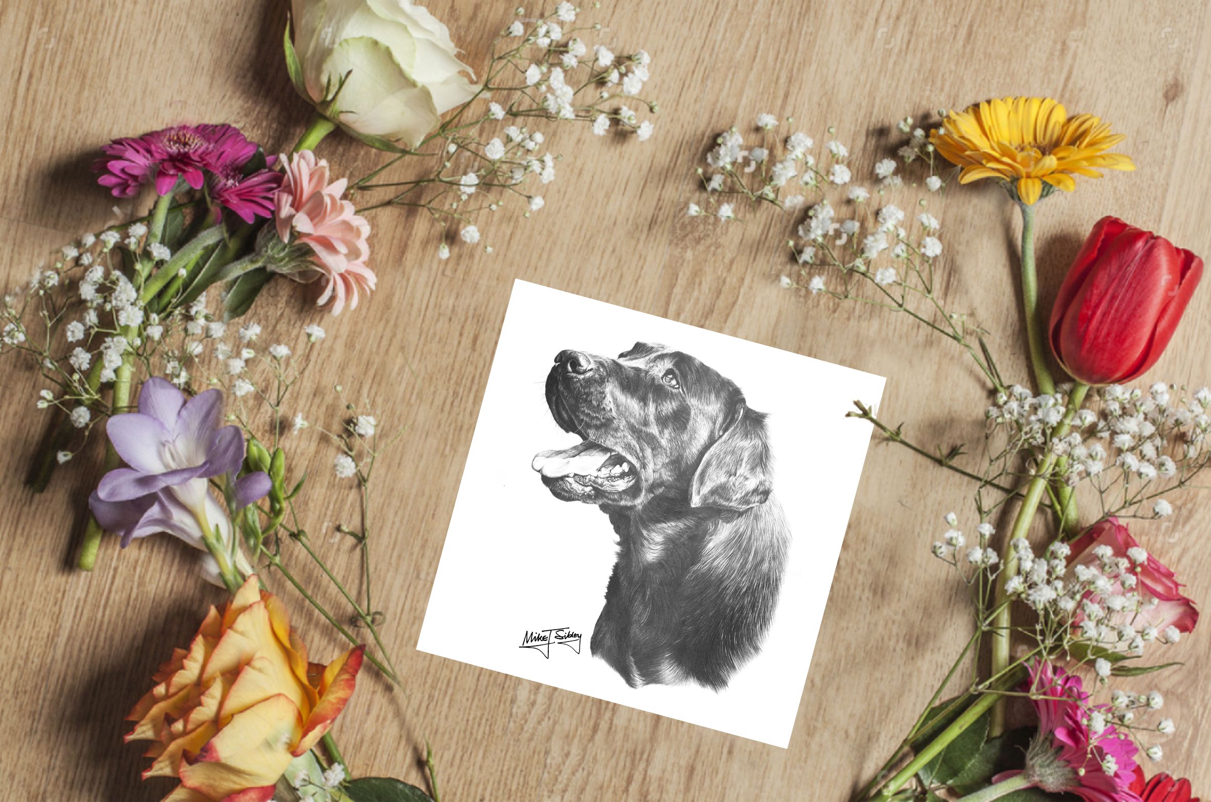 Mike Sibley Design Black Labrador Greeting Card