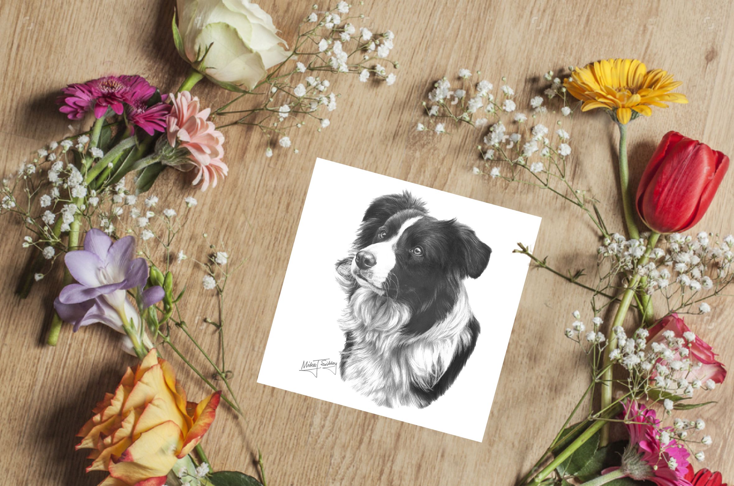 Mike Sibley Design Border Collie Greeting Card