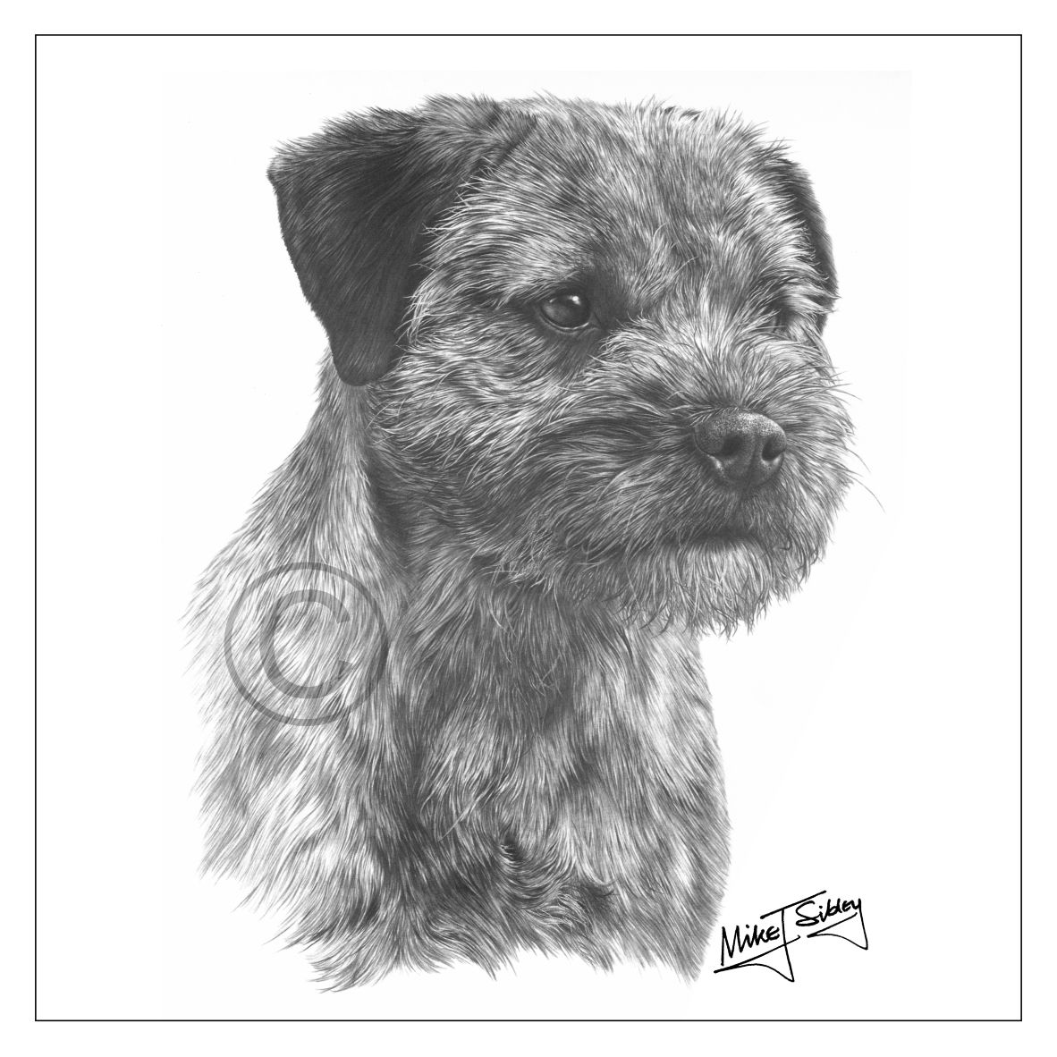 Mike Sibley Design Border Terrier Greeting Card