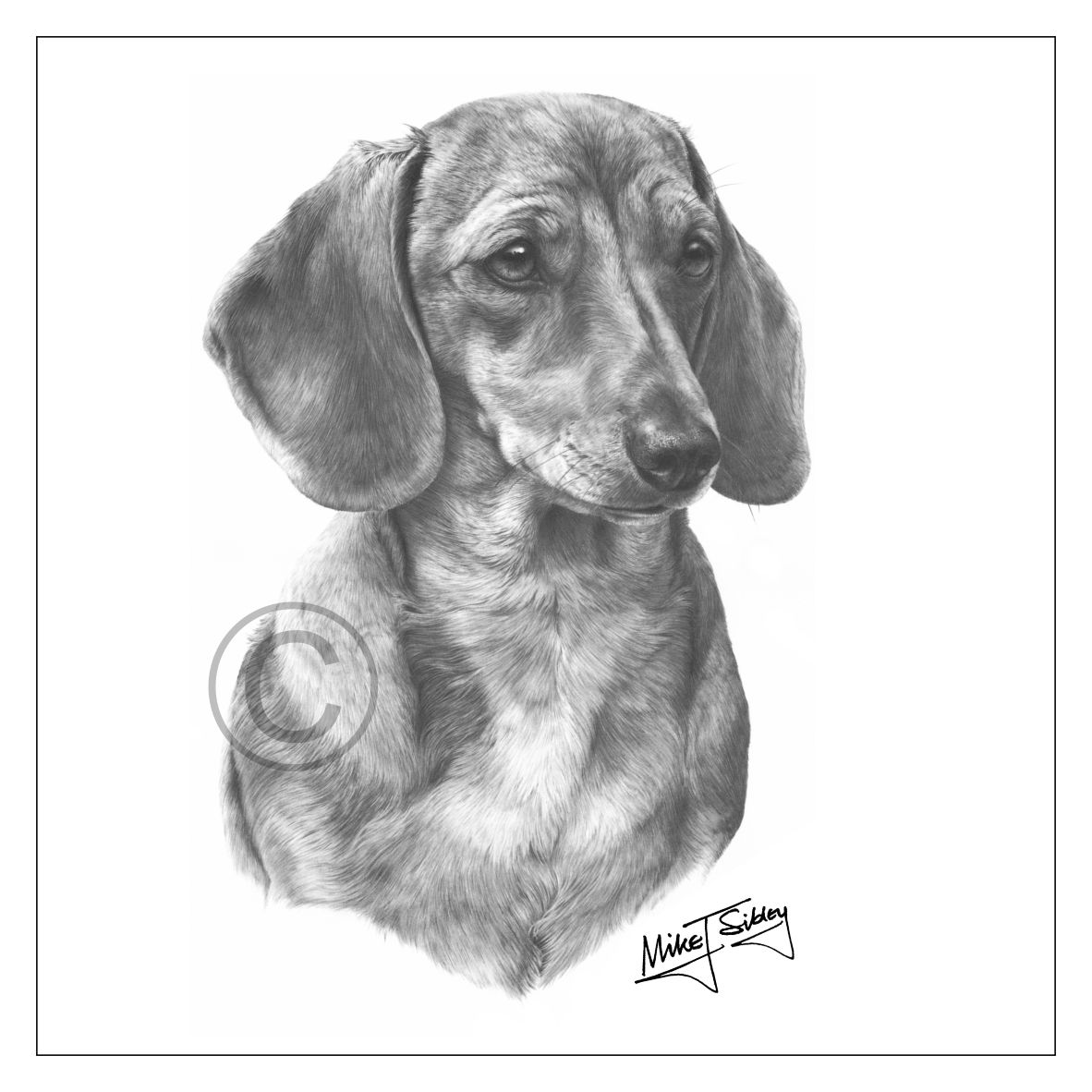 Mike Sibley Design Smooth Haired Dachshund Greeting Card
