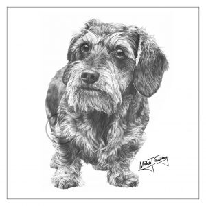 Mike Sibley Design Wire Haired Dachshund Greeting Card