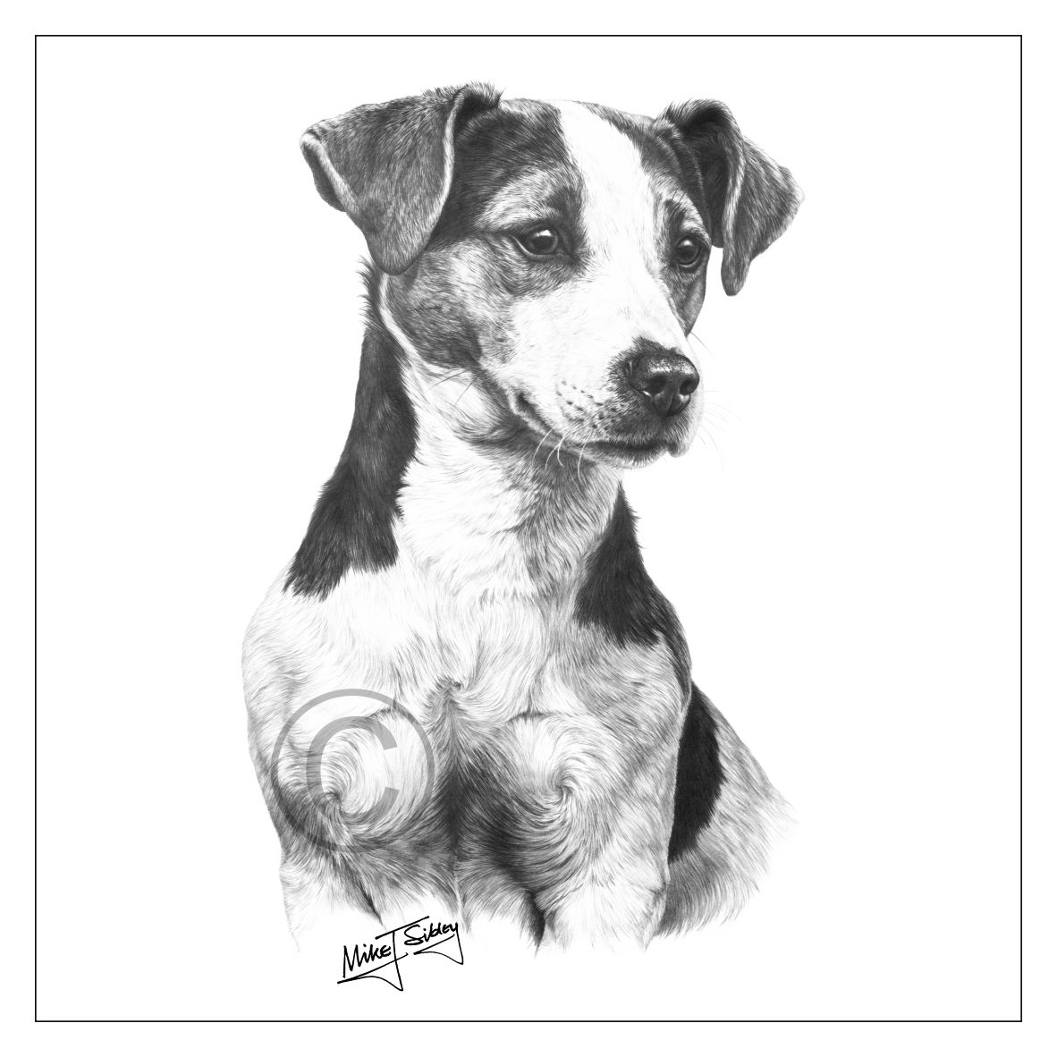 Mike Sibley Design Jack Russell Greeting Card