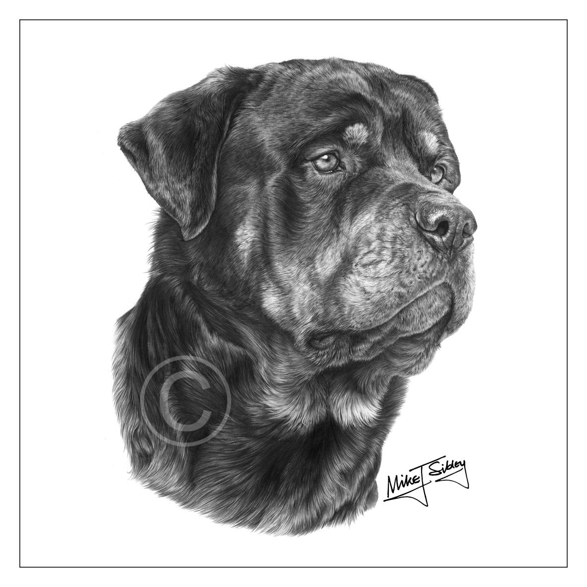 Mike Sibley Design Rottweiler Greeting Card