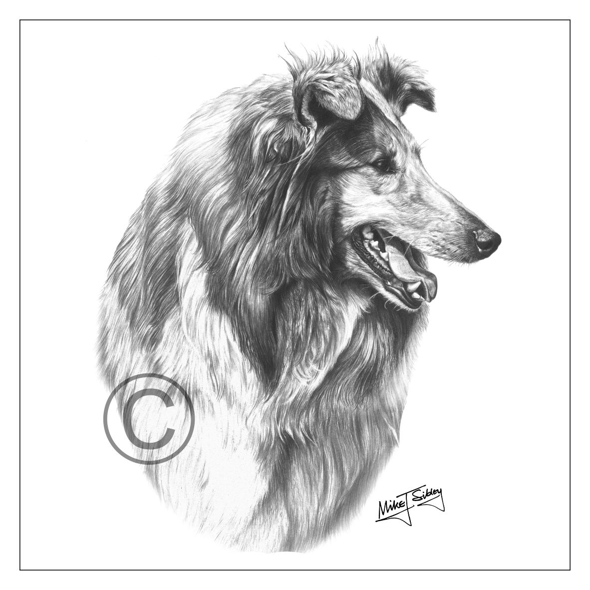 Mike Sibley Design Rough Collie Greeting Card