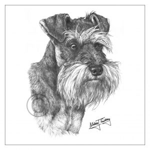 Mike Sibley Design Schnauzer Greeting Card