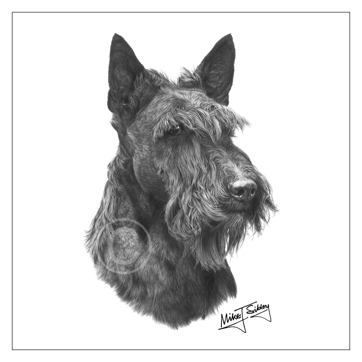 Mike Sibley Design Scottie Greeting Card