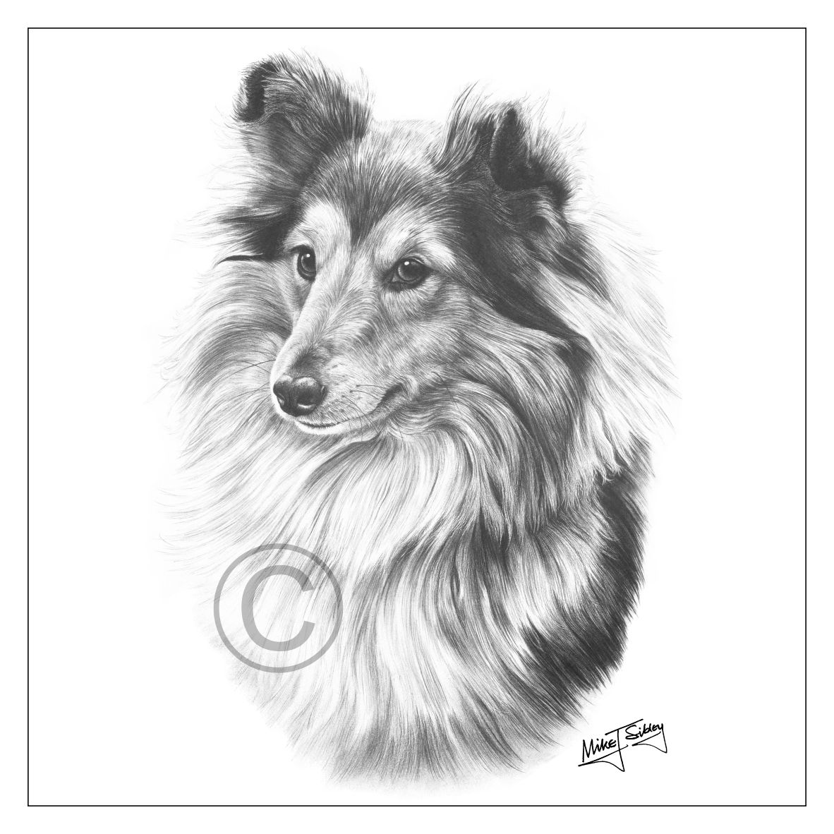 Mike Sibley Design Sheltie Greeting Card