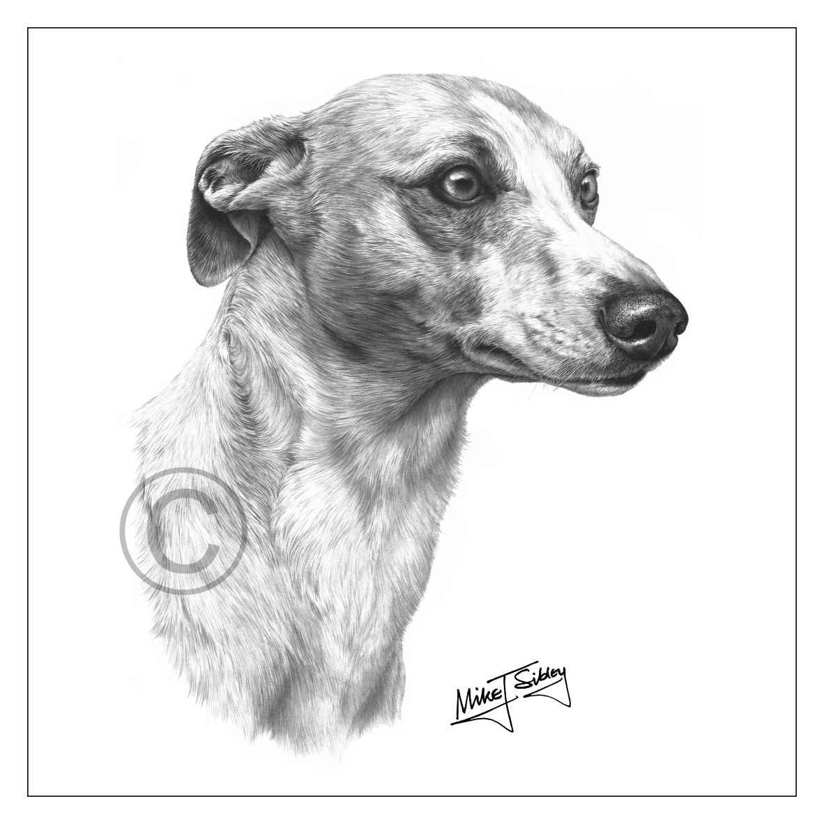 Mike Sibley Design Whippet Greeting Card