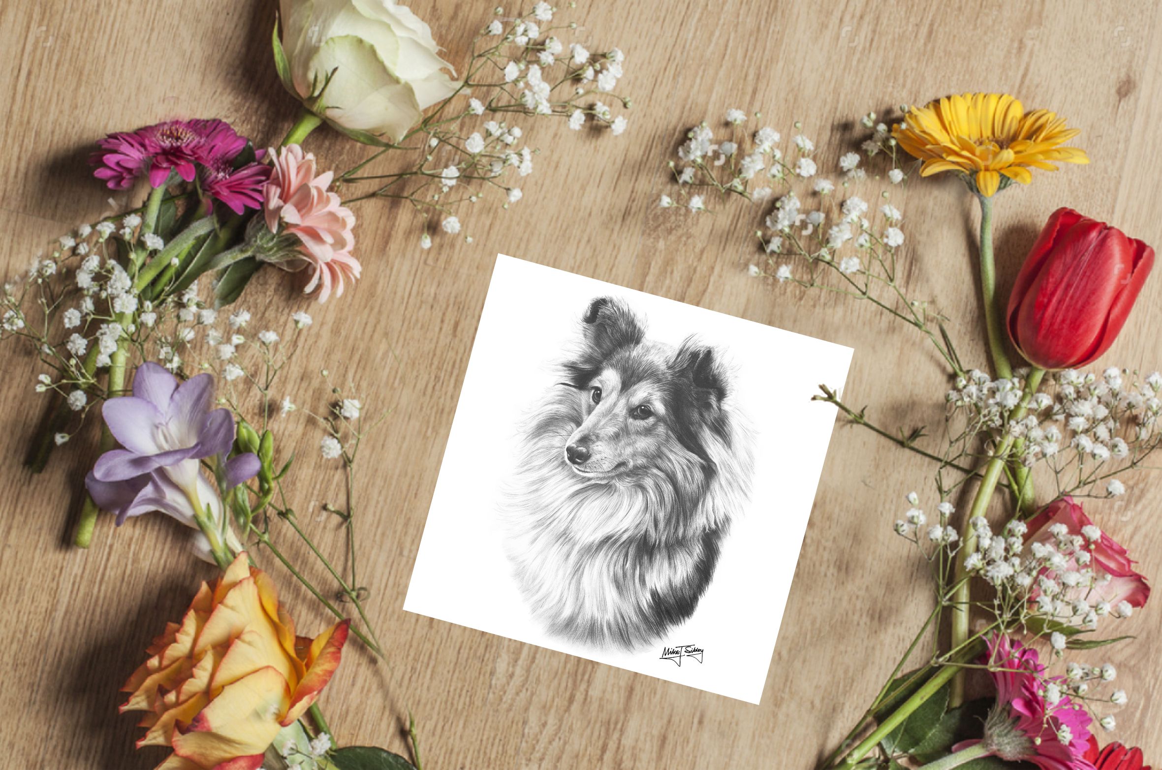 Mike Sibley Design Sheltie Greeting Card